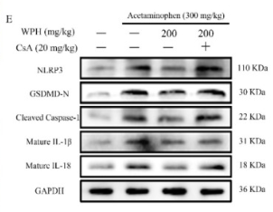 Cleaved-Caspase 1 (Asp296), p20 Antibody - Figure 5.
