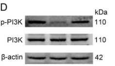 PI3K p85 alpha Antibody - Figure 8.