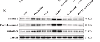 GSDMD N-Terminal Antibody(Mouse specific) - Fig.