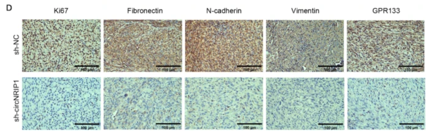 Fibronectin Antibody - Fig.