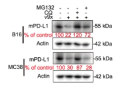beta-Actin Antibody - Fig.