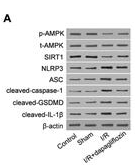 GSDMD Antibody - Figure 3.