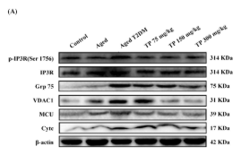 Grp75 Antibody - FIGURE 3 TP ameliorates the structure of MAM and reduced apoptosis of hippocampal neurons in the aged T2DM rat model (  ± SD).