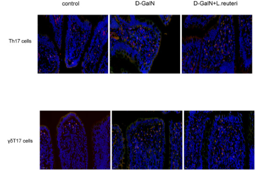 IL17A Antibody - Fig.