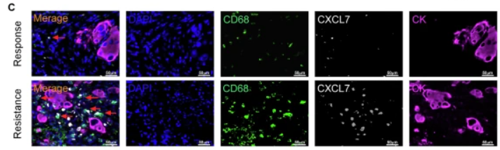 M-CK Antibody - Fig.