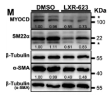 MYOCD Antibody - Fig.