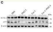 xCT Antibody - Figure 2.