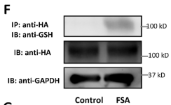 GAPDH Antibody - Fig 6.