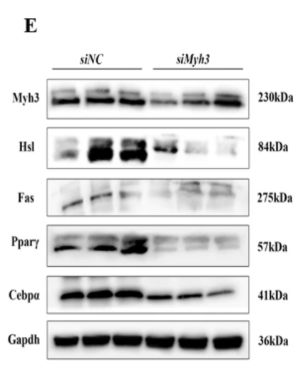 PPAR gamma Antibody - Fig.