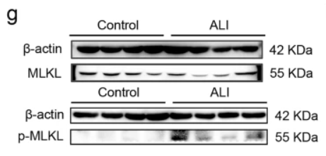 Phospho-MLKL (Ser358) Antibody - Fig.