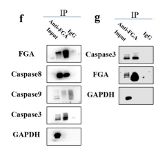 Caspase 8 Antibody - Fig.