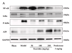 A20/TNFAIP3 Antibody - Fig.