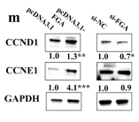 Cyclin D1 Antibody - Fig.