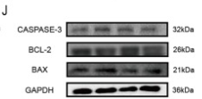 Bax Antibody - Fig.