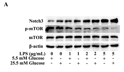 Phospho-mTOR (Ser2448) Antibody - Fig.