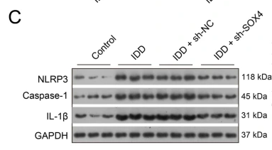 NLRP3 Antibody - Fig.
