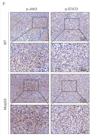 Phospho-JAK2 (Tyr931) Antibody - Figure 3.