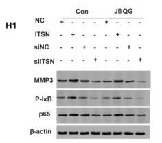Phospho-IKB alpha (Ser32/Ser36) Antibody - Fig.