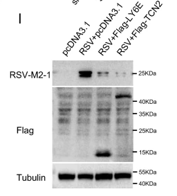 beta-Tubulin Antibody - Fig.