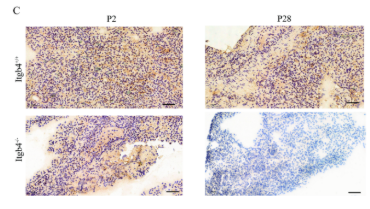 MMP9 Antibody - Fig.