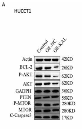 Phospho-mTOR (Ser2448) Antibody - Fig.