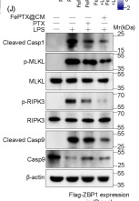 Phospho-MLKL (Ser358) Antibody - Fig.
