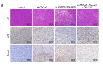 Ki67 Antibody - Fig.