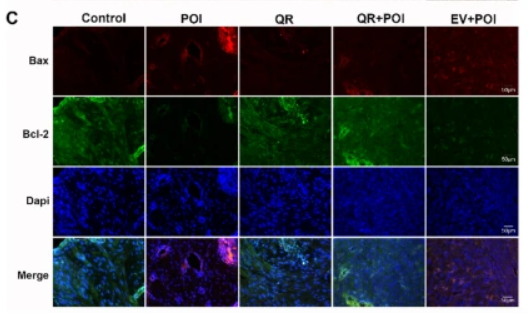 Bcl-2 Antibody - Fig.