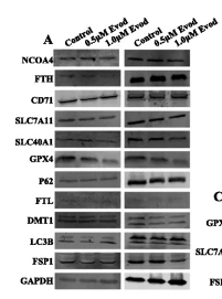 NCOA4 Antibody - Fig.