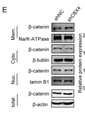 beta-Tubulin Antibody - Figure 4.