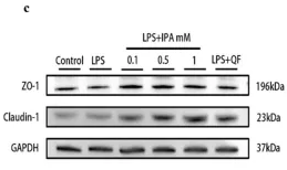 Claudin 1 Antibody - Figure 8 Quercetin improved gut barrier function through the IPA mediated-AhR activation in Caco-2 cells.