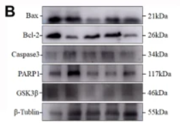 Caspase 3 Antibody - Fig.