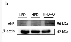 AhR Antibody - Figure 3 Quercetin ameliorated intestinal barrier damage and endotoxemia in mice fed with high-fat diet.