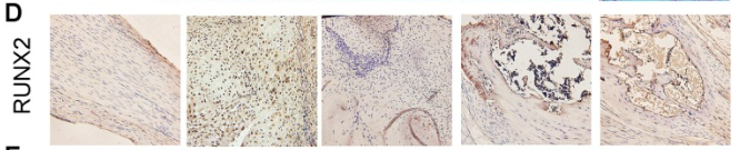 RUNX2 Antibody - Fig.