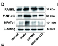 NFAT2 Antibody - Fig.
