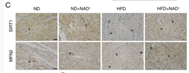 SIRT1 Antibody - Figure 4.
