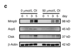 ACP5 Antibody - Fig.