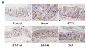 Ki67 Antibody - Fig.