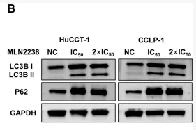 LC3B Antibody - FIGURE 5 MLN2238 induced the autophagy in HuCCT-1 and CCLP-1 cells.