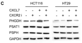 PSAT1 Antibody - Fig.