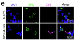 SP-C Antibody - Fig.
