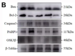 PARP1 Antibody - Fig.