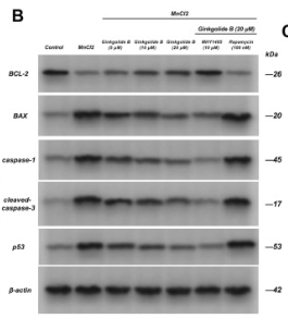 Caspase 1 Antibody - Fig.