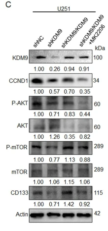 Phospho-mTOR (Ser2448) Antibody - Fig.