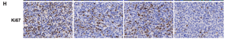 Ki67 Antibody - Fig.