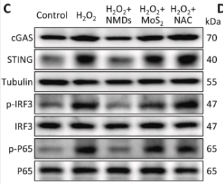 IRF3 Antibody - Fig.