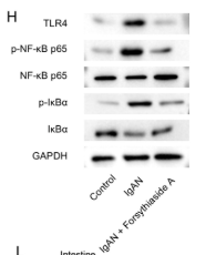 TLR4 Antibody - FIGURE 5 Forsythiaside A inhibits TLR4/NF-κB pathway activation in IgAN model rats.