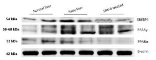 PPAR  alpha Antibody - Figure 3.