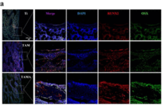 osterix Antibody - Figure 6.