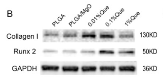 RUNX2 Antibody - Fig.